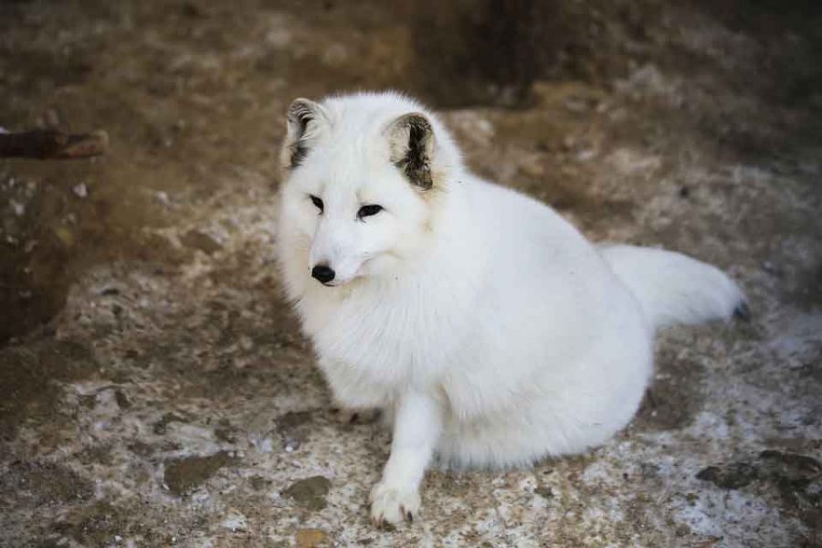 white+fox