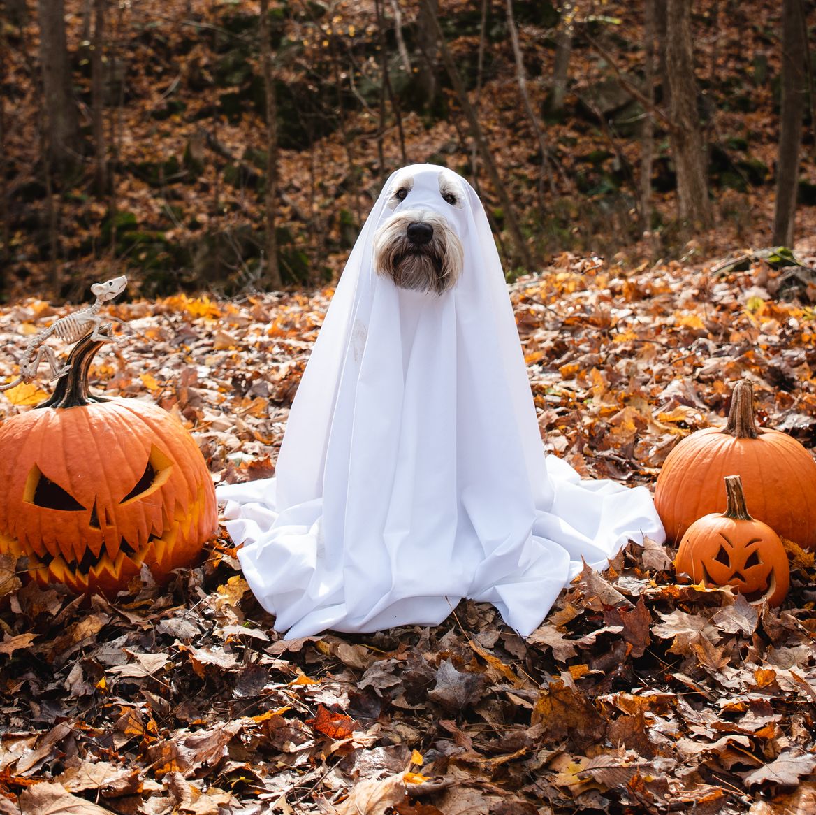 This dog is not afraid to show the Halloween spirit (literally)