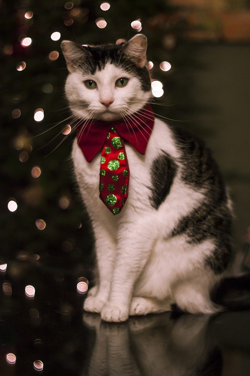 This jolly cat thinks you should be mindful of pets' feelings for Christmas