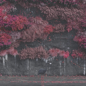 Even in Arcadia Album