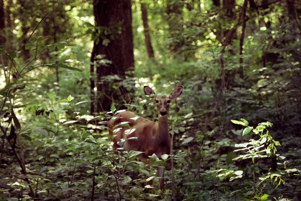 Student Efforts for Environmental Change on LLC Campus